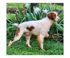 Orange and white Brittany puppies for sale - 9