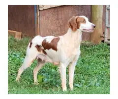 Orange and white Brittany puppies for sale - 10