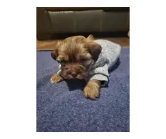 3 Shi-poo puppies looking for forever homes - 6