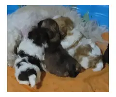 3 Shi-poo puppies looking for forever homes - 7