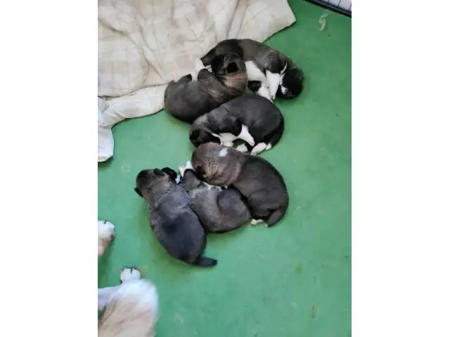 4 male AKC registered Akita puppies - 1/6