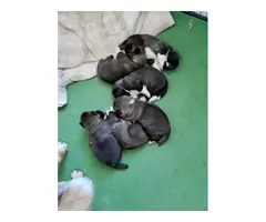 4 male AKC registered Akita puppies - 1