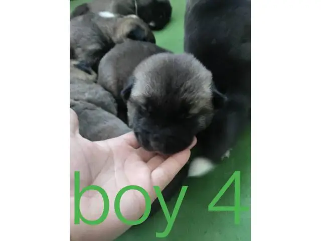 4 male AKC registered Akita puppies - 2/6