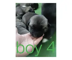 4 male AKC registered Akita puppies - 2