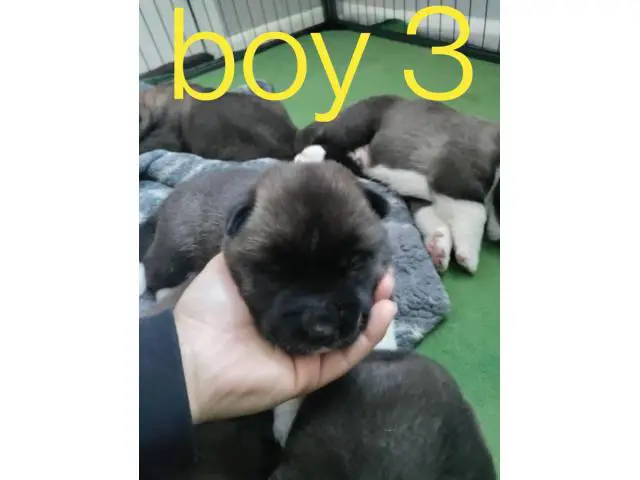 4 male AKC registered Akita puppies - 3/6