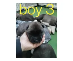 4 male AKC registered Akita puppies - 3