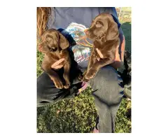 Beautiful Labrador retriever puppies