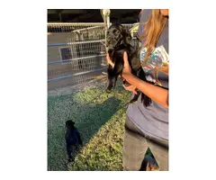 Beautiful Labrador retriever puppies