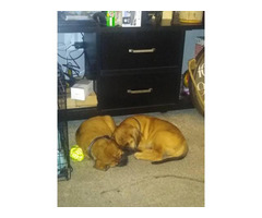 2 male mastiff puppies looking for a good home