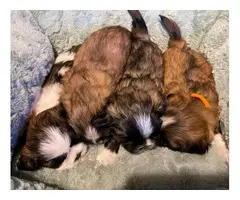 4 beautiful female Shih-tzu puppies - 2