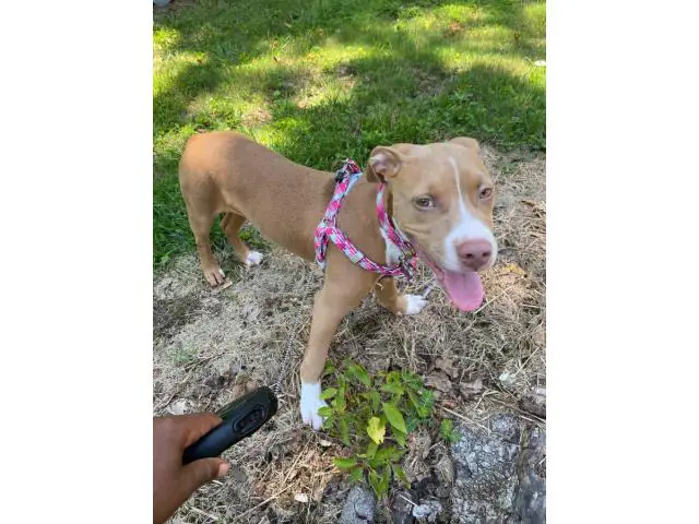 Light Brown Red Nose Pitbull Puppy - 1/7