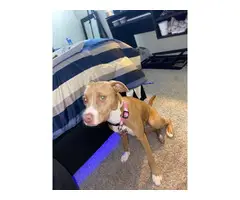 Light Brown Red Nose Pitbull Puppy - 2