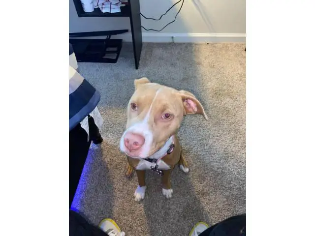Light Brown Red Nose Pitbull Puppy - 4/7