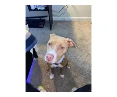 Light Brown Red Nose Pitbull Puppy