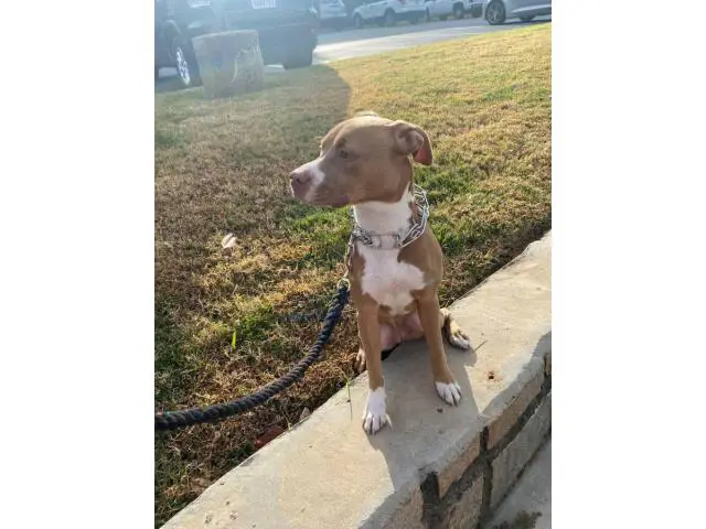Light Brown Red Nose Pitbull Puppy - 5/7
