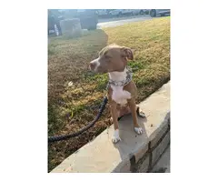 Light Brown Red Nose Pitbull Puppy - 5