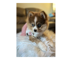 3 months old Pomsky puppy for sale