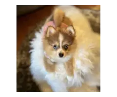 3 months old Pomsky puppy for sale - 2