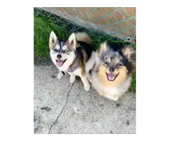 3 months old Pomsky puppy for sale - 4
