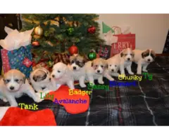 Great Pyrenees Puppies - 2