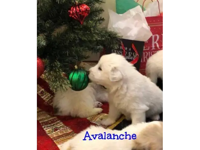 Great Pyrenees Puppies - 3/10