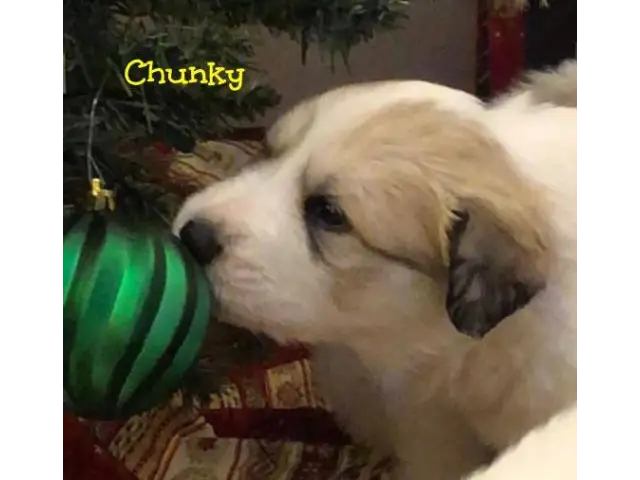 Great Pyrenees Puppies - 4/10