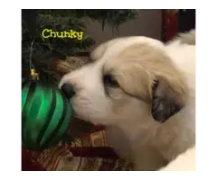 Great Pyrenees Puppies - 4