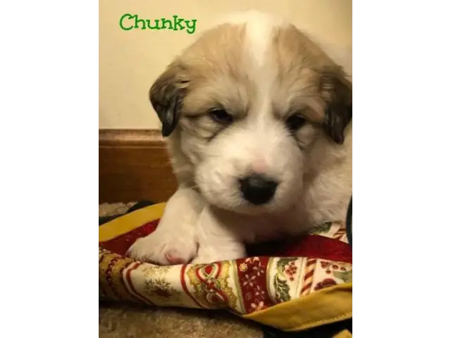 Great Pyrenees Puppies - 5/10