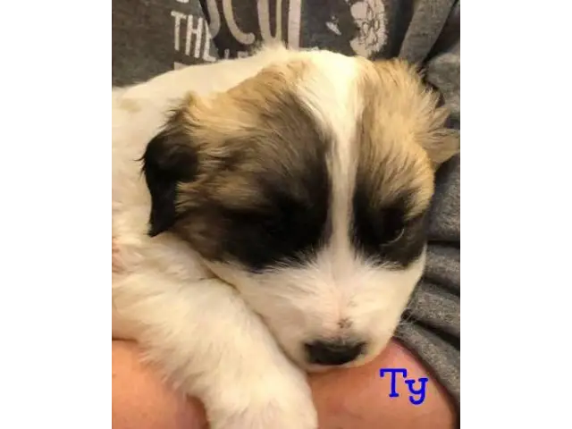 Great Pyrenees Puppies - 6/10