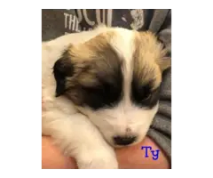 Great Pyrenees Puppies - 6