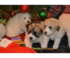 Great Pyrenees Puppies - 8