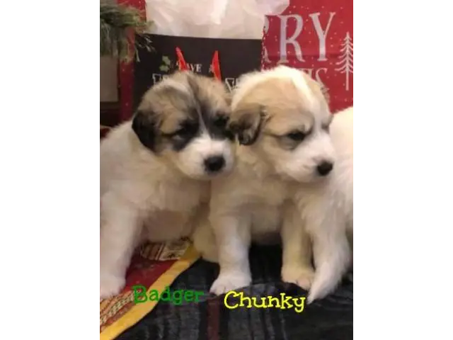 Great Pyrenees Puppies - 9/10