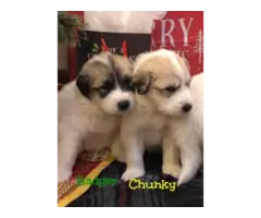 Great Pyrenees Puppies - 9
