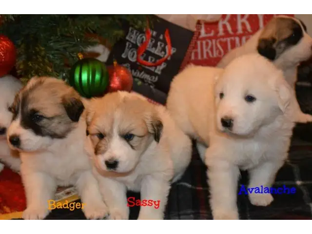 Great Pyrenees Puppies - 10/10
