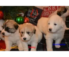 Great Pyrenees Puppies - 10