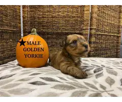 4 Yorkshire Terrier puppies for sale - 2