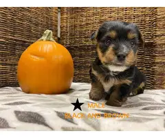4 Yorkshire Terrier puppies for sale - 3