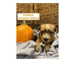 4 Yorkshire Terrier puppies for sale - 4
