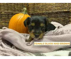4 Yorkshire Terrier puppies for sale - 5