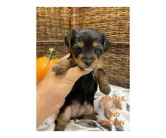 4 Yorkshire Terrier puppies for sale - 6
