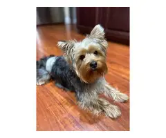 4 Yorkshire Terrier puppies for sale - 8