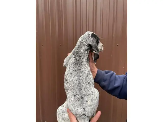 UKC Bluetick Coonhound puppies - 2/12