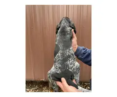 UKC Bluetick Coonhound puppies - 4