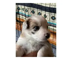 Beautiful Border Collie puppies for sale