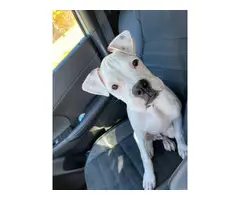 4 month old white boxer puppy