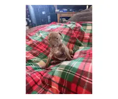 Purebred Pitbull puppies for Christmas - 5