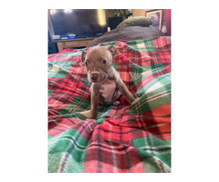 Purebred Pitbull puppies for Christmas