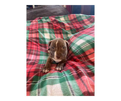 Purebred Pitbull puppies for Christmas