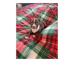 Purebred Pitbull puppies for Christmas - 9