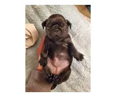 Two female full-blooded pug puppies - 2
